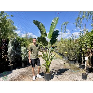 Strelícia Nikolaj (Strelitzia Nicolai) - výška 175-200 cm, kont. C25L